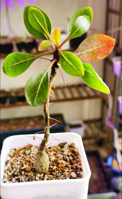 家庭养花用生根粉