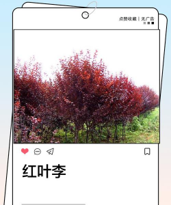 描写春天红叶李像什么