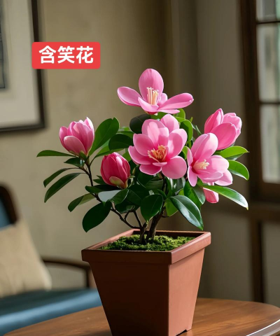 家庭养花用生根粉