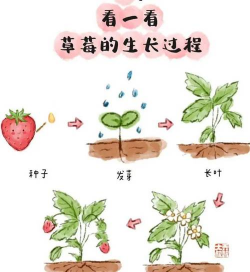 草莓通常生长于什么季节