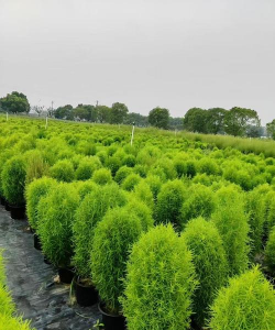 红地肤是什么植物