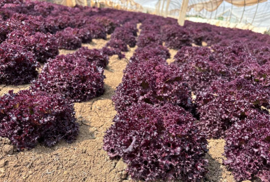 红枫生菜什么时候播种