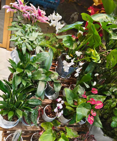 家庭养花用生根粉