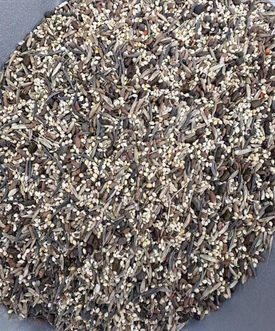 蓝亚麻种子什么样子