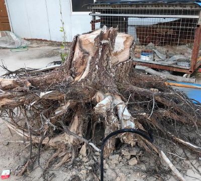 野榆树根什么样子