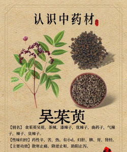 吴茱萸都是什么病害