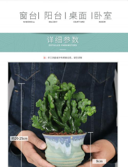 膨珊瑚怎么孽生