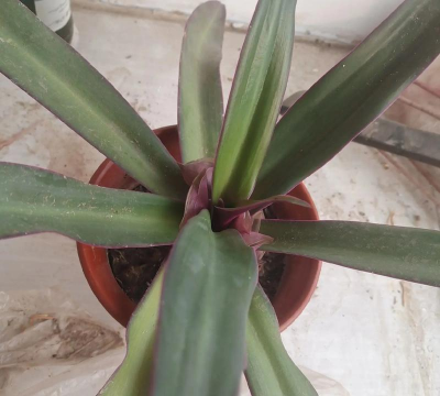 元宝花什么样子的