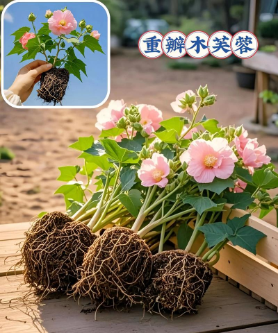 家庭养花用生根粉