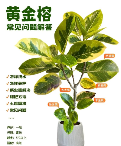 黄金垂榕怎么栽培