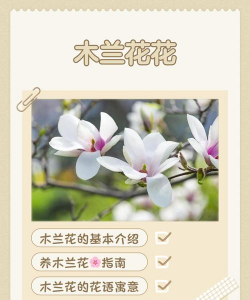 木兰兰花怎么养