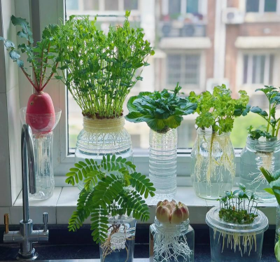 家庭养花用生根粉