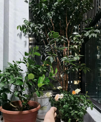 家庭养花用生根粉