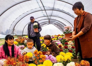 家庭养花用生根粉