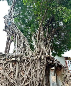 漳州市市树是什么