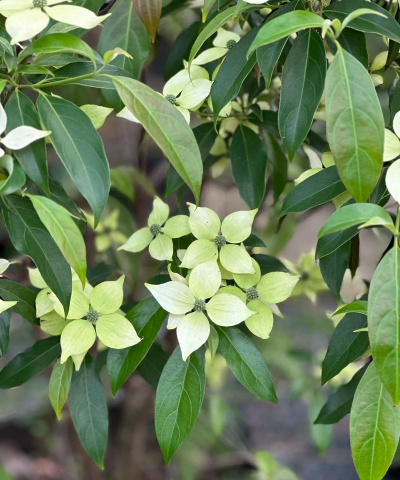 香港四照花什么属