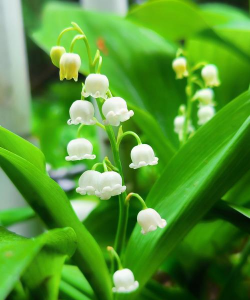 铃兰花叶子叫什么