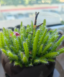 火轮果小苗为什么不长