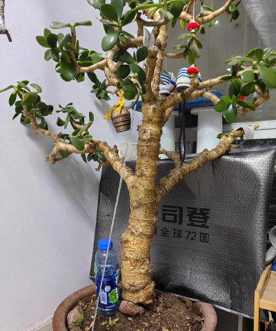 家庭养花用生根粉