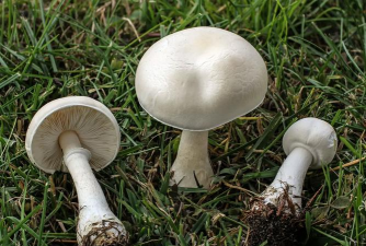 野生白色大蘑菇叫什么