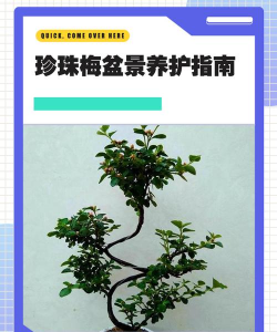 珍珠梅怎么养护