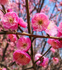 什么梅花开花复瓣