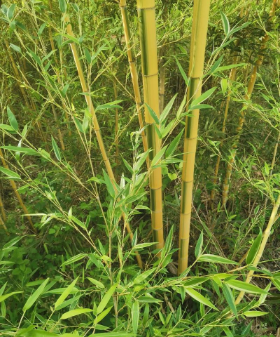 毛竹是什么植物类型