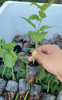 家庭养花用生根粉