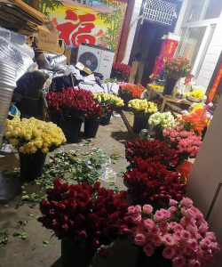 家庭养花用生根粉