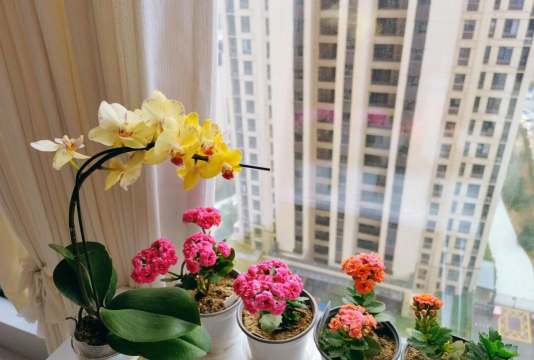 家庭养花用生根粉