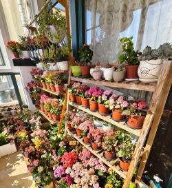 家庭养花用生根粉