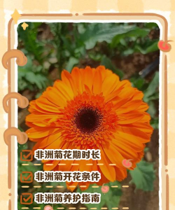 非洲菊花期什么时候