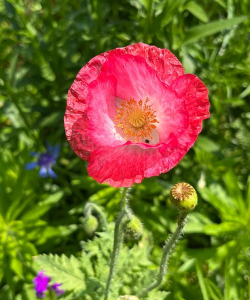 虞美人花属于什么科