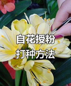 君子兰怎么提取