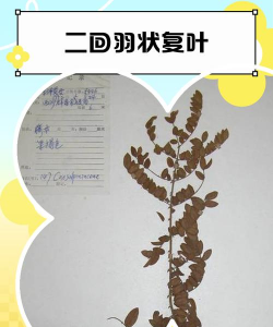 怎么解羽叶茑萝的毒