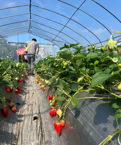 草莓什么时候建大棚