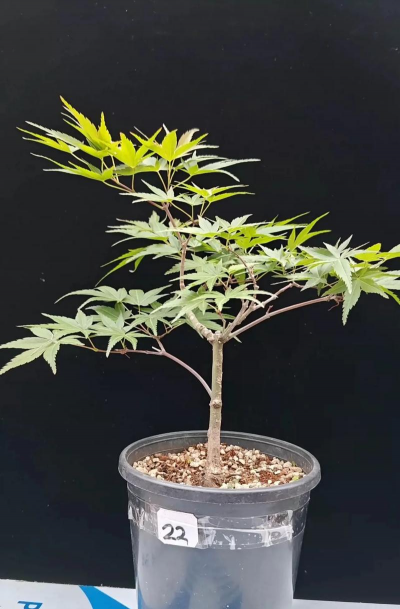 日本青枫怎么养