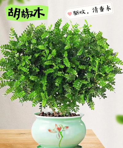 胡椒木的别名有什么