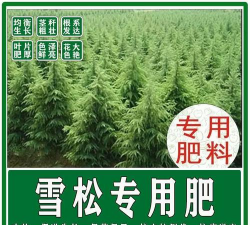 雪松黄叶落叶用什么药