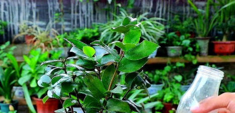 家庭养花用生根粉