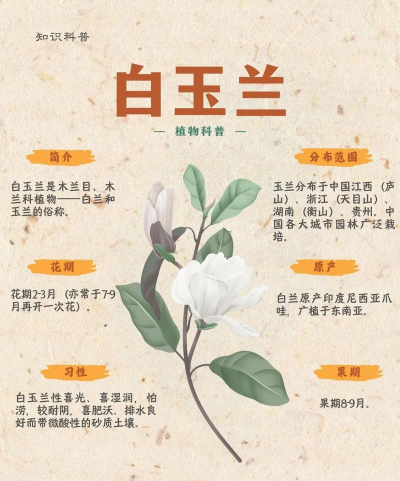 白玉兰怎么上去