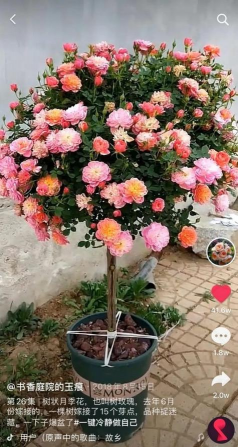 家庭养花用生根粉