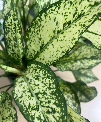 天南星科，花叶万年青属