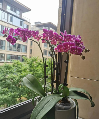 家庭养花用生根粉