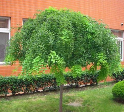 龙瓜槐适合什么土壤