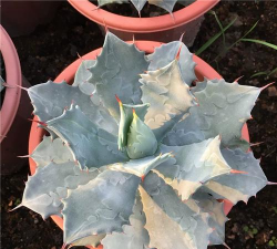 雷神 棱叶龙舌兰