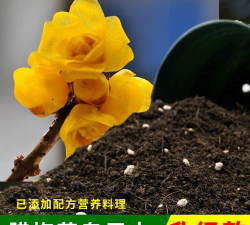 家庭养花用生根粉