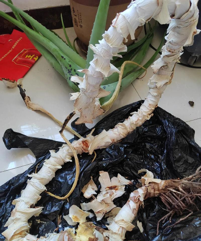 家庭养花用生根粉