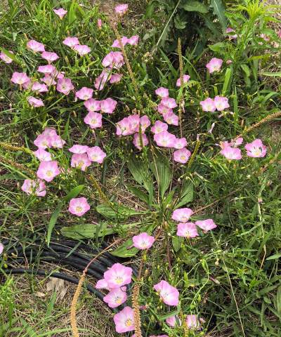 旋花是什么类植物