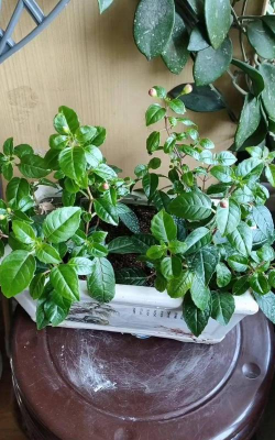 家庭养花用生根粉